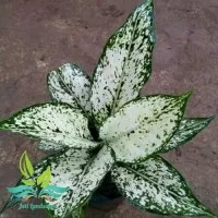 tanaman hias aglonema/aglaonema snow white