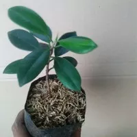 Bibit Tanaman beringin Korea pohon bringin korea bonsai