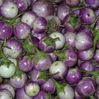 Terong ungu bulat 1 kg sayuran hijau segar sehat harga grosir murah