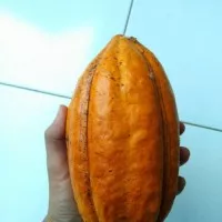 buah cacao buah kakao buah coklat matang 1 kg