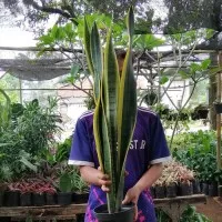 tanaman hias sansevieria tinggi 1 meter - sansivieria - sensivera