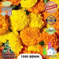 FLOWER - Benih Bunga Mexican Marigold 1000S IMPOR Marigold Flower Seed