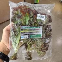 Sayur Slada Merah Aquaponik Aw Pck Lokal 1 Pack Sayuran Selada