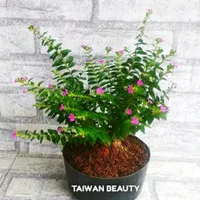 TANAMAN HIAS TAIWAN BEUTY | TAIWAN BEUTY BUNGA UNGU