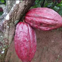 Buah coklat - buah kakao fresh termurah