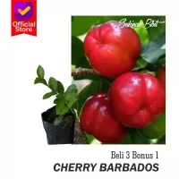 Bibit tanaman buah cherry barbados