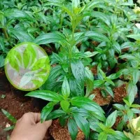 bibit tanaman sambiloto / daun sambiloto herbal