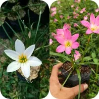 Paket Hemat 2 tanaman kucai bunga putih dan pink / kucai bunga putih