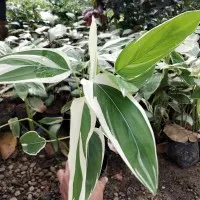 tanaman heliconia varigata - pisang pisangan heliconia varigata