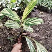 tanaman heliconia varigata - pohon pisang pisangan heliconia variegata