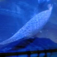 Hiasan Aquarium Ikan Aligator Florida Gar Big Size Ikan Tankmate