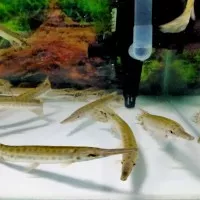 Hiasan Aquarium Ikan Aligator Florida Gar Ikan6 Hias Predator Tankmate