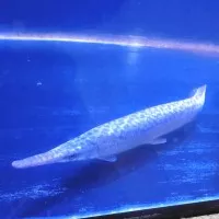 Hiasan Aquarium Ikan Aligator Florida Gar Tankmate Ikan Predator