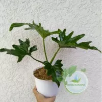 tanaman philodendron xanadu/philo jari