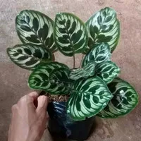 calathea makoyana - tanaman hias calathea makoyana
