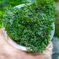 Moss Ricardia Mini Pelia Bahan Aquascape - Riccardia lumut aquarium