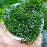 Moss Ricardia Mini Pelia Bahan Aquascape - Riccardia lumut aquarium
