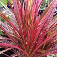 Tanaman Dracaena Marginata Tricolor Full Red Merah fee Pot