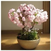 biji benih bonsai bunga bungur putih / 30 biji