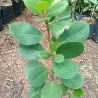 tanaman hias bringin korea /ficus korea bibit bonsai
