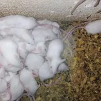 tikus putih mencit medium laki
