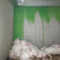 tikus putih rat sapih bukan mencit