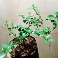 bibit bonsai sancang