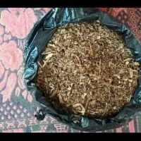 tembakau rokok rasa sampoerna mild 1kg