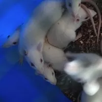 tikus putih rat medium gede bukan mencit