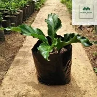 Anthurium Glombang Cinta / bibit tanman hias anthurium gelombang cinta