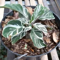 calathea white fushion /calathea tisu