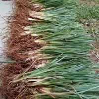 Bibit Rumput Vetiver-Akar Wangi Pencegah Erosi atau Longsor per 1kg