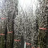 Pussy willow single tinggi 1,2 m / pohon imlek