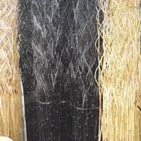 bambu cendani bambu hias bambu kering untuk dekorasi