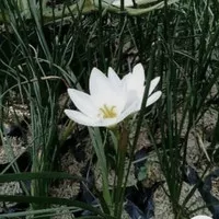 tanaman hias kucai bunga - bunga tulip - lili hujan bunga putih