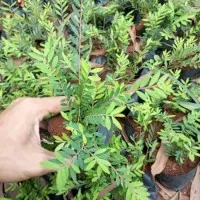 PROMO!! bibit bonsai cendrawasih - pohon cendrawasih - bibit