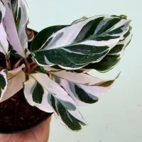 PROMO!! tanaman hias calathea white fushion - calathea tissue -