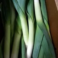 Leek Australia