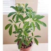 TANAMAN HIAS Walisongo daun hijau (Schefflera arboricola)