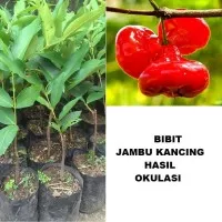 Bibit Tanaman Pohon Jambu Kancing Jambu Air Kancing Bibit Jambu