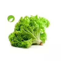 Selada kriting atau heading lettuce 1kg (freshjktid)