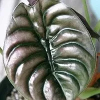 tanaman Keladi tengkorak (Alocasia cuprea)