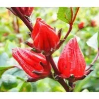 Benih Rosella Merah Teh Herbal Herb Bibit tanaman