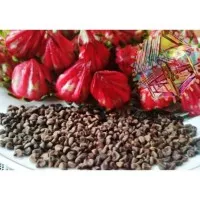 Benih Rosella Merah Bibit tanaman teh herbal