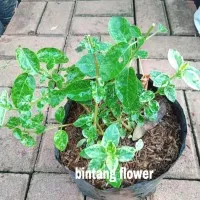 tanaman sancang varigata bonsai/bibit bonsai sancang varigata