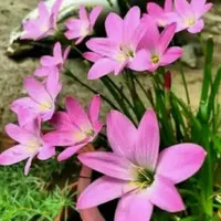 Tanaman hias kucai Tulip bunga pink