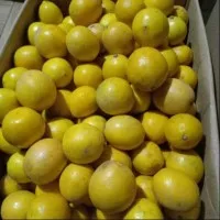 Lemon California Lokal Fresh