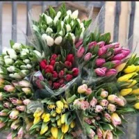 Bunga Tulip Fresh. Tulip bunga. Tulip kuning. Putih. per 10 batang