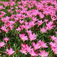 Tanaman hias bunga kucai tulip pink/lili hujan pink