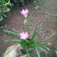 pohon kucai bunga pink tulip/bibit tanaman hias kucai bunga pink
